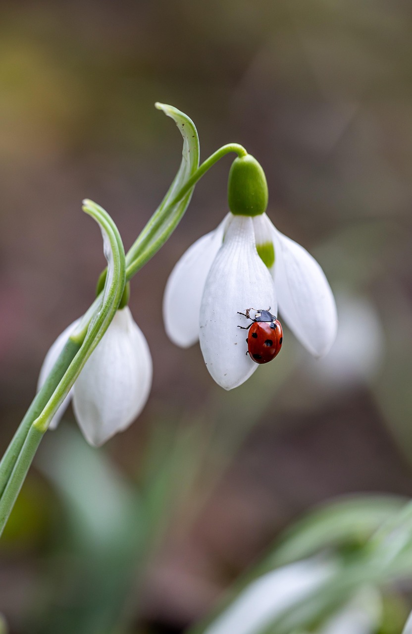 ladybug on snowdrop macro