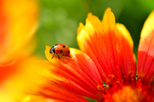 ladybug on leaf close up