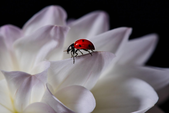 ladybug dahlia macro