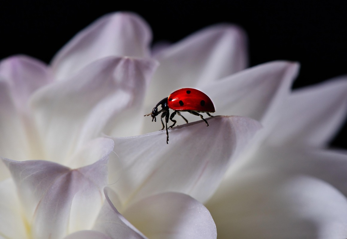 ladybug dahlia macro flower