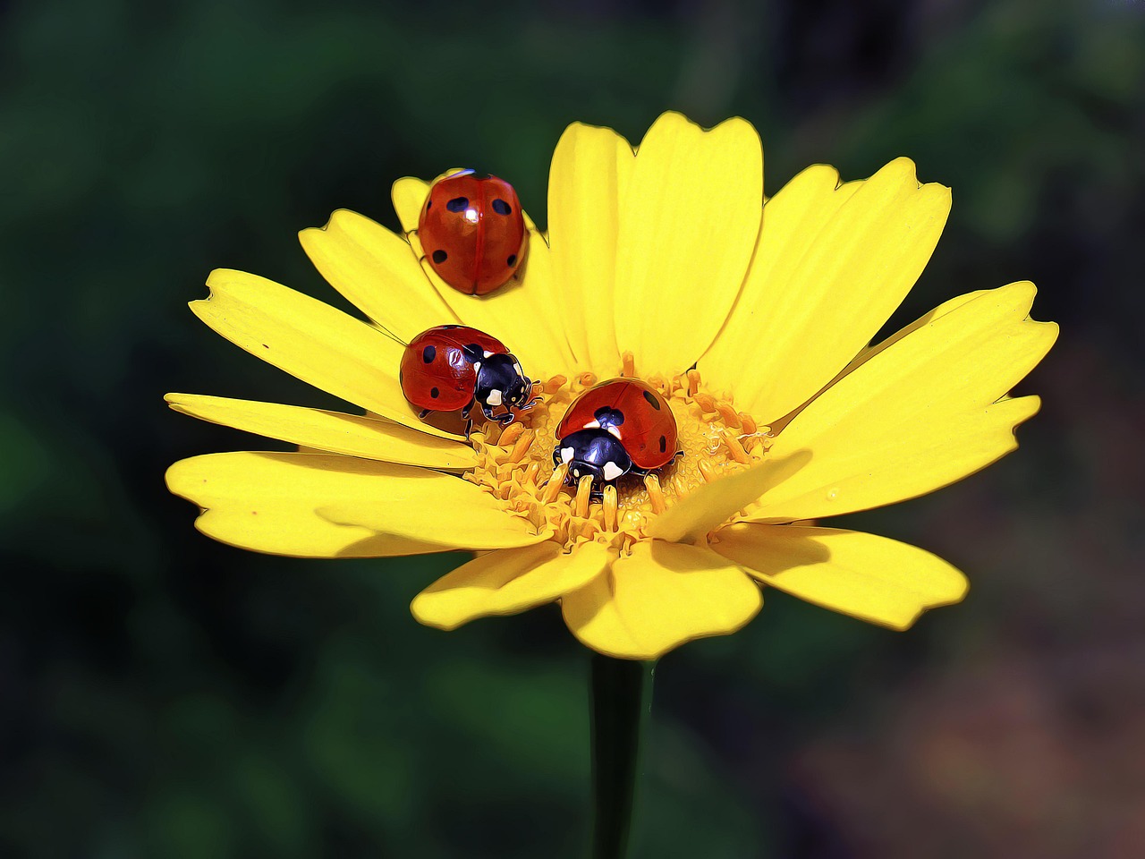 two ladybirds on flower closeup