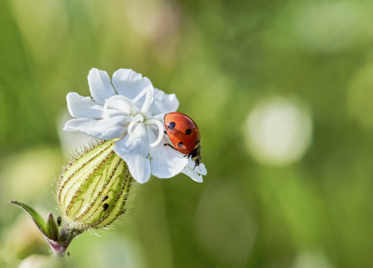 ladybug on flower macro