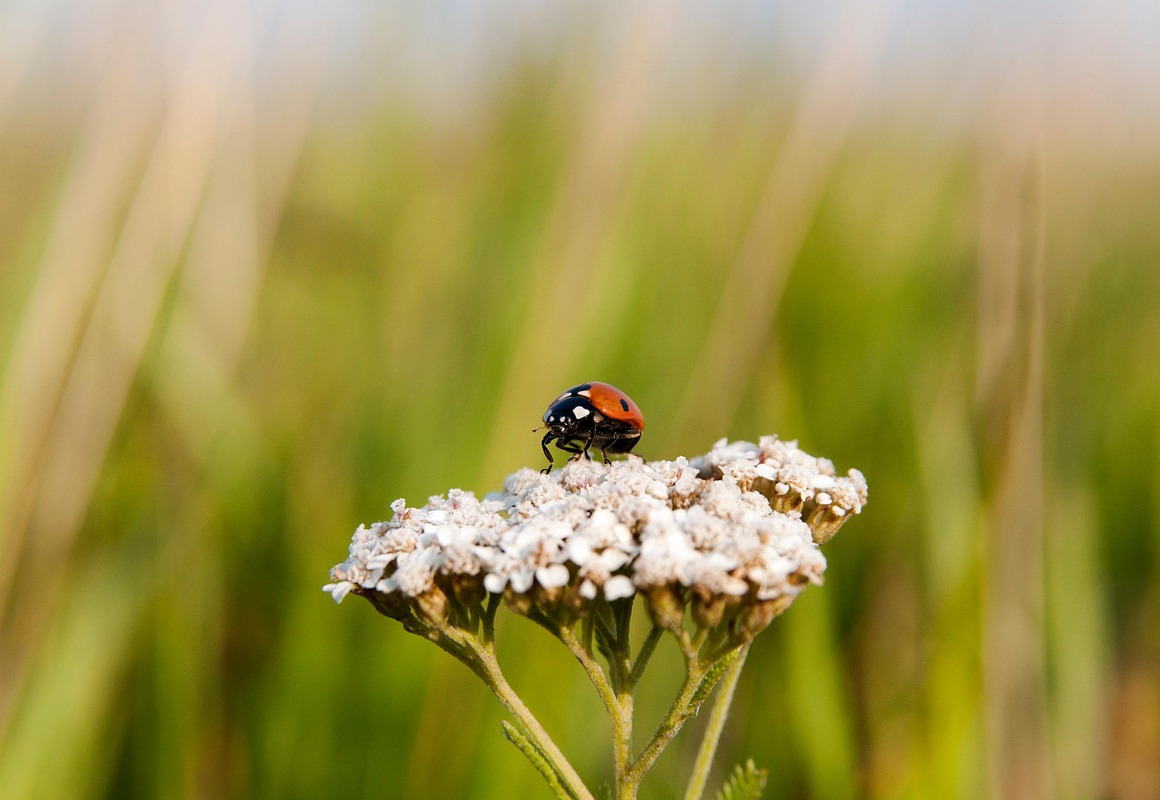 ladybug on flower closeup