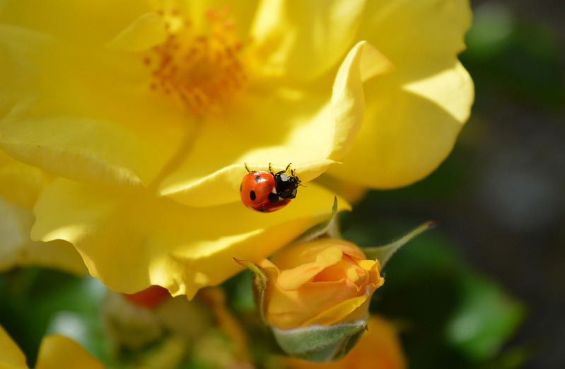 ladybug among yellow roses