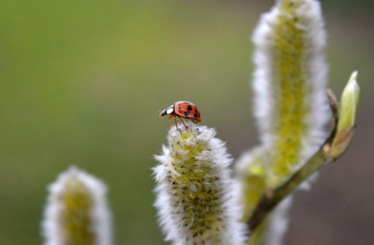 ladybug on willow catkin